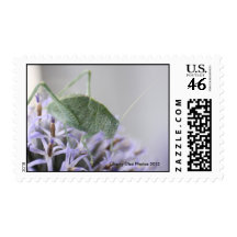 Katydid Photo Postage