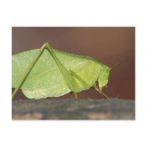 Katydid postcard.