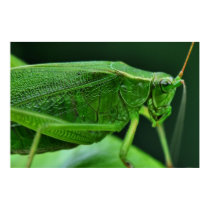 Katydid Poster