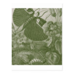 Katydids Post Cards