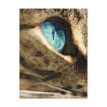 katz4 postcards