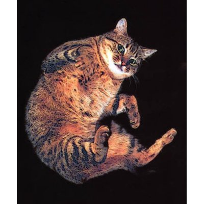 katz5 tee shirt by REDINARD