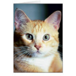 Katz cards