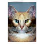 Katz cards