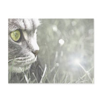 Katz Postcards