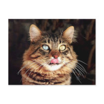 katz postcard