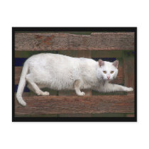 Katz Postcard