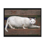 Katz postcards
