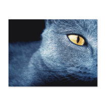 katz post cards