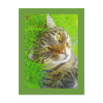 Katz Post Card