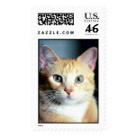 Katz Stamps