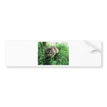 Katze Bumper Stickers