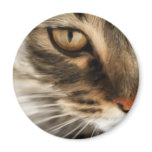 Katze_getigert magnets