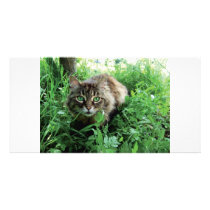 Katze photo cards