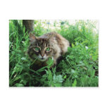 Katze postcards