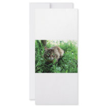 Katze Custom Rack Cards