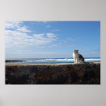Kauai Cat Posters