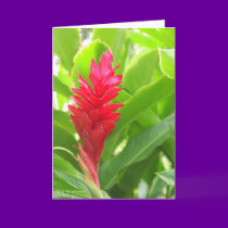 Kauai Garden cards