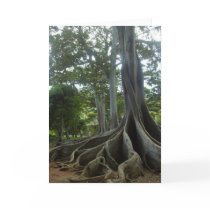 Kauai Tree from Jurassic Park (eggs) cards by daveshirtz Kauai Tree from Jurassic Park (eggs) cards