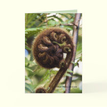 Kauri Forest Fern cards