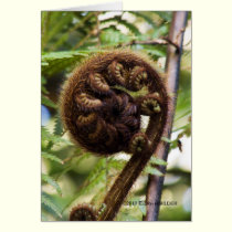 Kauri Forest Fern cards