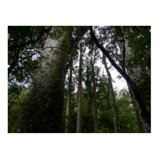 Kauri Forest print