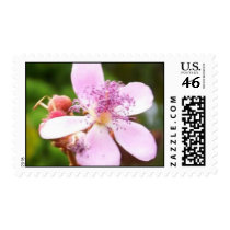 KaysMauiFlowersB postage