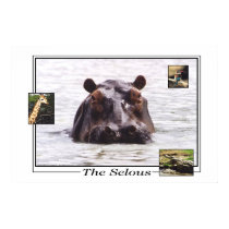 Keeboko in the Selous Game Reserve posters