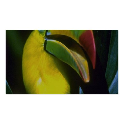 Keel-billed toucan business card (back side)