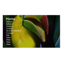 Keel-billed toucan business card