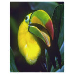 Keel-billed toucan flyers