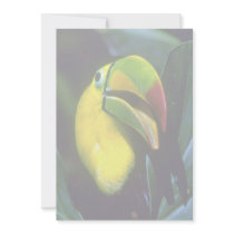 Keel-billed toucan custom invites