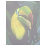 Keel-billed toucan letterhead template