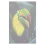 Keel-billed toucan customized stationery