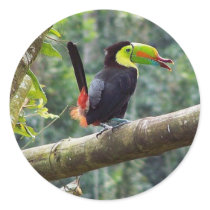 Keel Billed Toucan stickers by anewlifeincostarica Keel Billed Toucan stickers