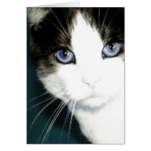 Keen-Eye Kitty Template Greeting Card