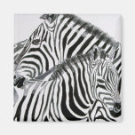 Keep Life Wild1 Magnets
