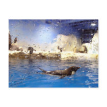 Keep Your Head Up/Cute Swimming Penguin Post Cards