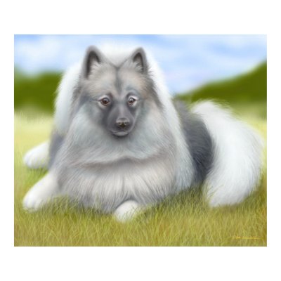 Keeshond Dog Poster by twopurringcats