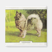 Keeshond Iman De Frigorífico