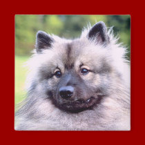 Keeshond Magnet
