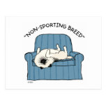 Keeshond "Non-Sporting Breed" Postcard