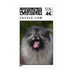 Keeshond Postage Stamps