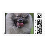 Keeshond Postage Stamps