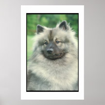 Keeshond Poster