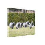 Keeshond puppies running stretched canvas prints