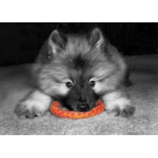 Keeshond Puppy Note Card card