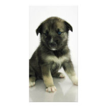 Keeshond Siberian Husky Crossbreed Puppy Photo Card Template