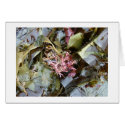 Kelp cards