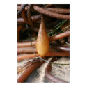Kelp Pod Poster taken on Santa Cruz Beach Ca posters